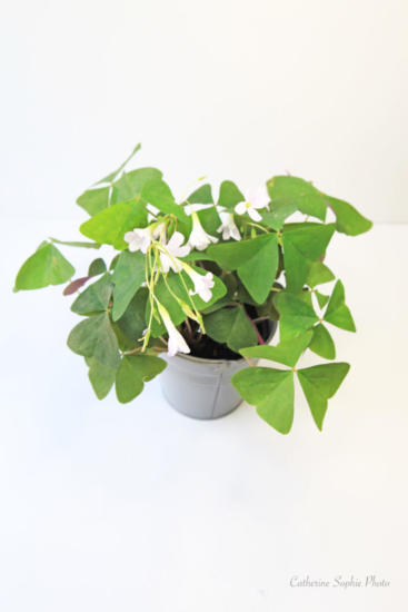 Top view of green oxalis in bloom