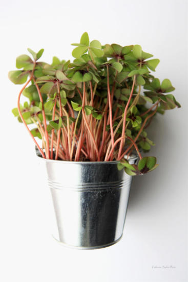 bicolor oxalis flat lay white background