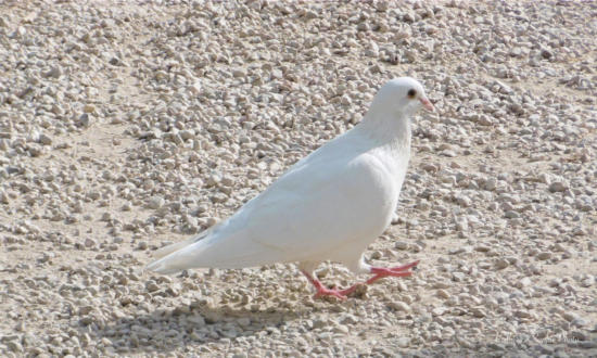 White dove